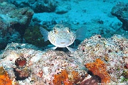 Parapercis hexophthalma perche de sable-Maldives Mahibadoo Rock-15m-20240424-da-DSC_6605_tn